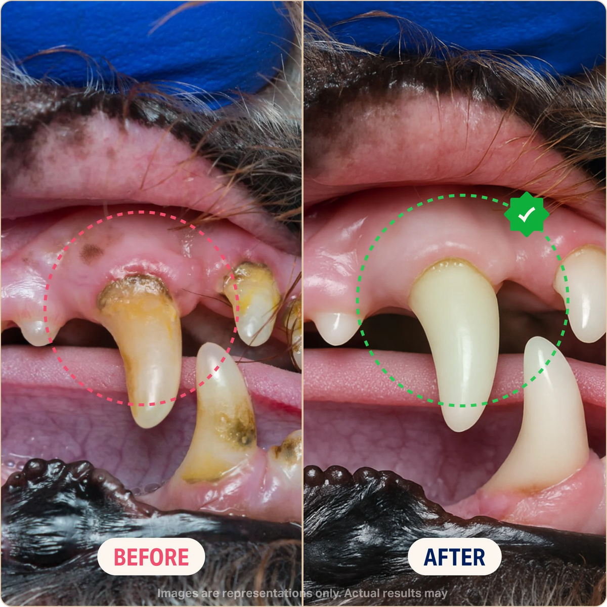 Dental + Multivitamin