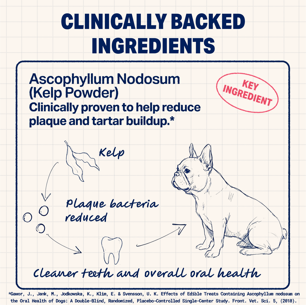 Dental + Multivitamin