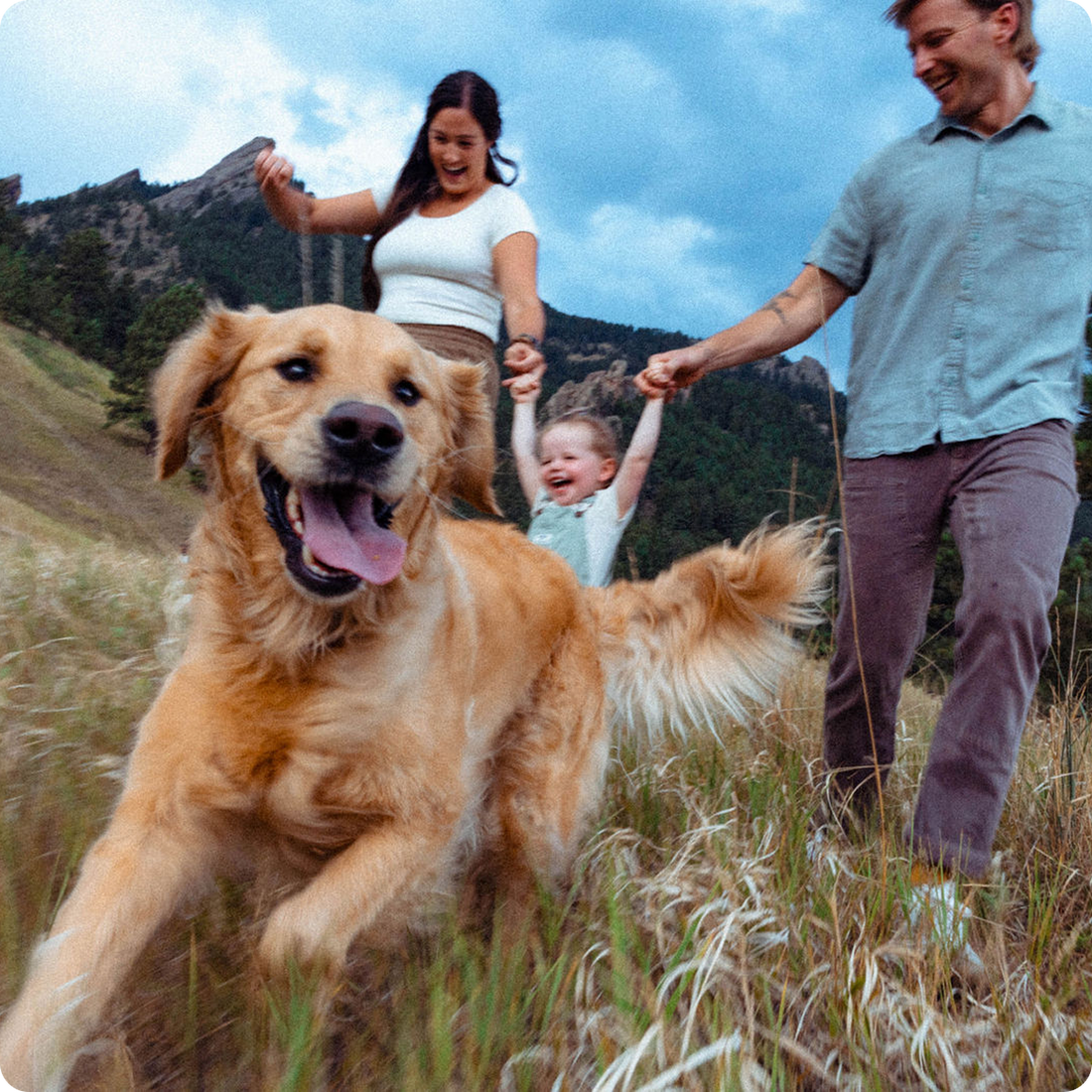 5 Reasons Why Your Dog Needs This Joint Supplement