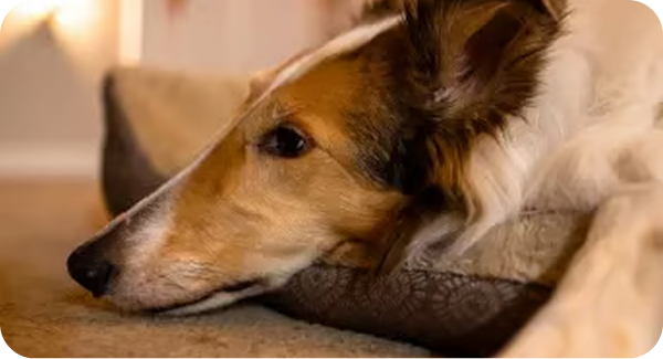 Stiffness After Rest