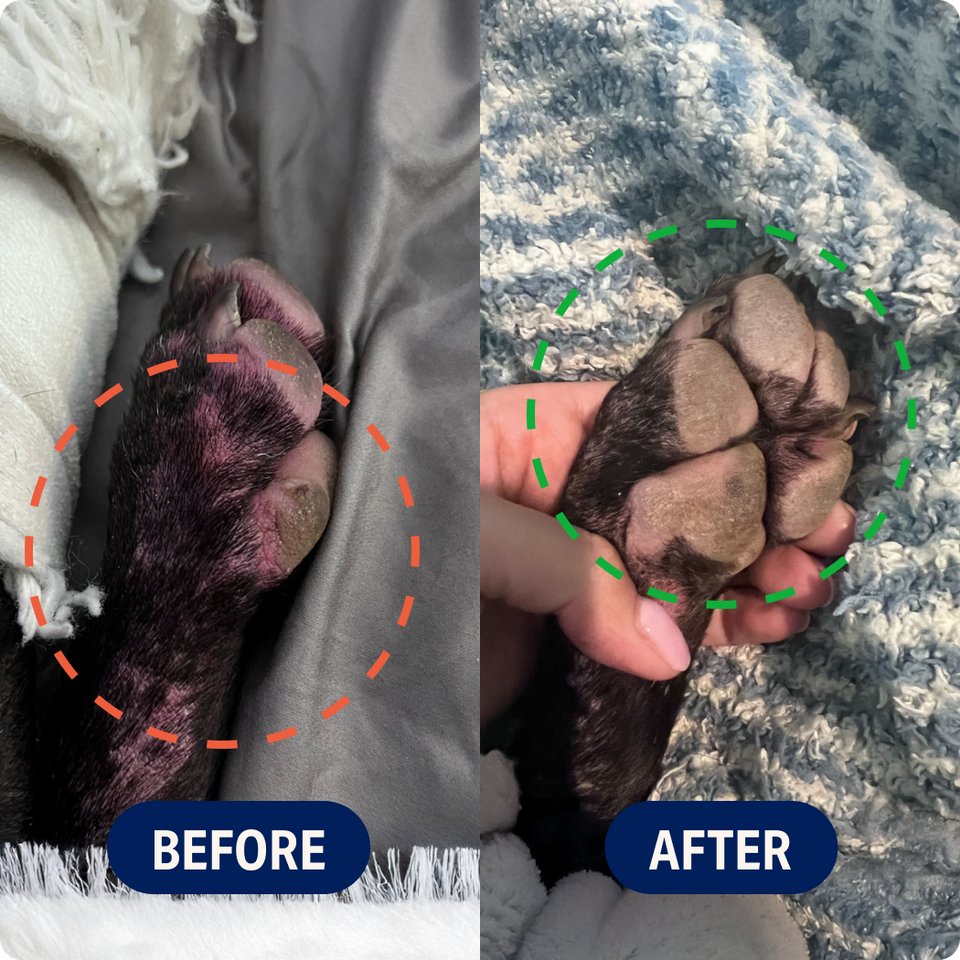 Before and after of a dog’s irritated paw