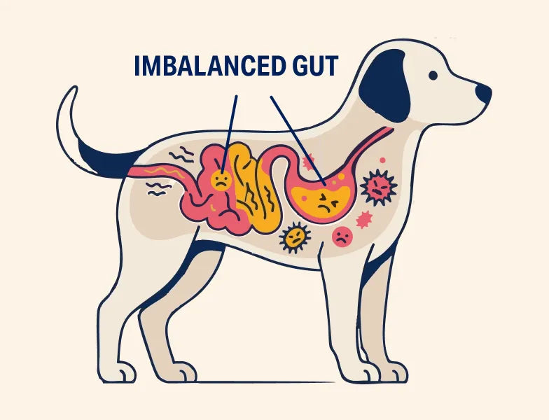 1. Your dog's gut is out of balance