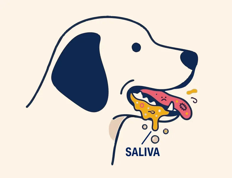 2. The GUT imbalance alters their saliva