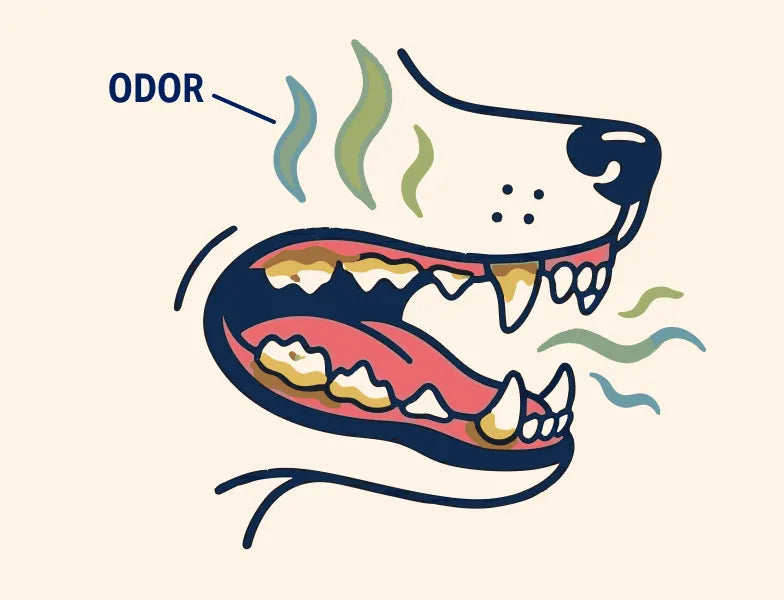 3. this causes plaque & tartar buildup which can cause odor & other health issues