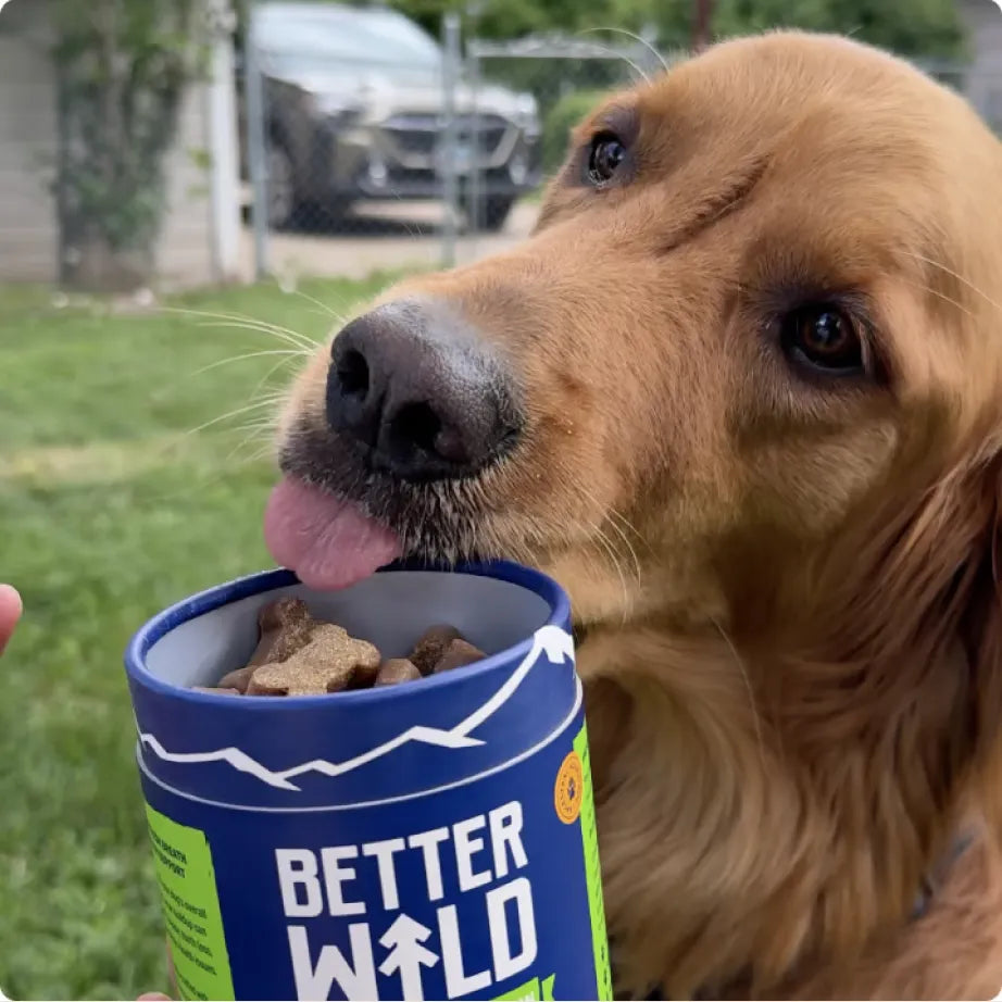 the Dental Chew That Tackles Odor at the Root