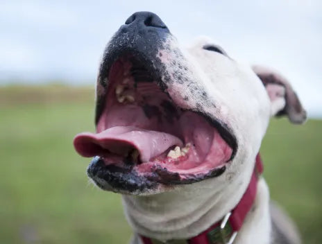 BAD BREATH