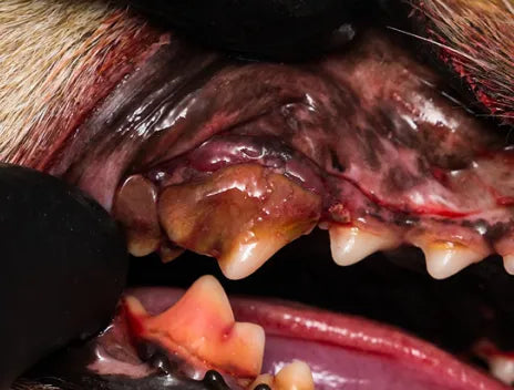 BLEEDING GUMS