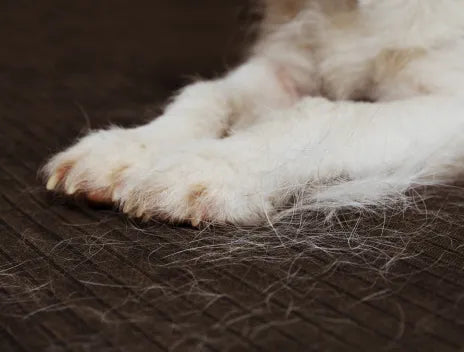 DULL COAT / SHEDDING