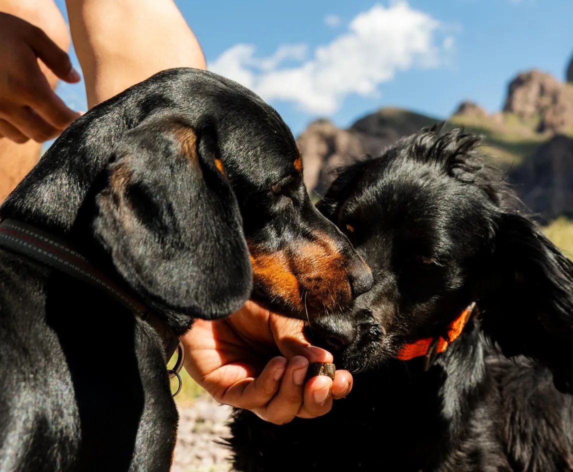 Happy dog with BetterWild