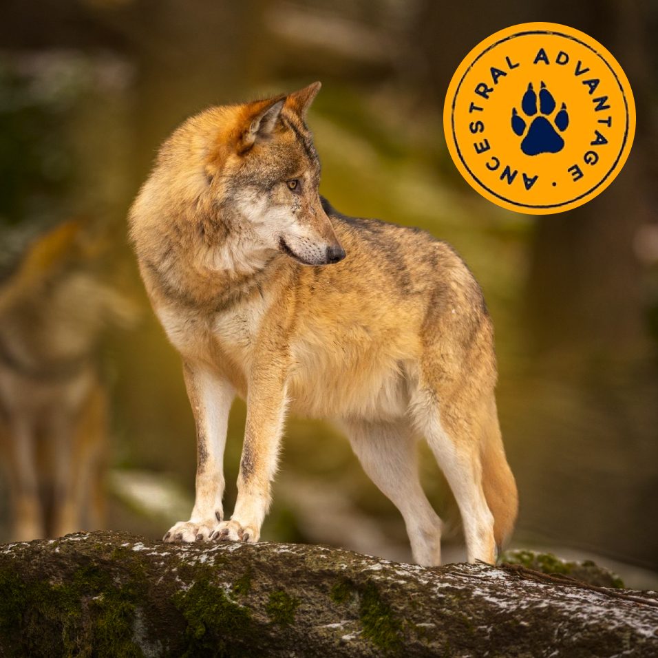 Wolf standing on a rock with Ancestral Advantage seal