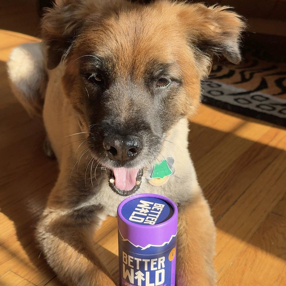 Dog looking at BetterWild Joint Support