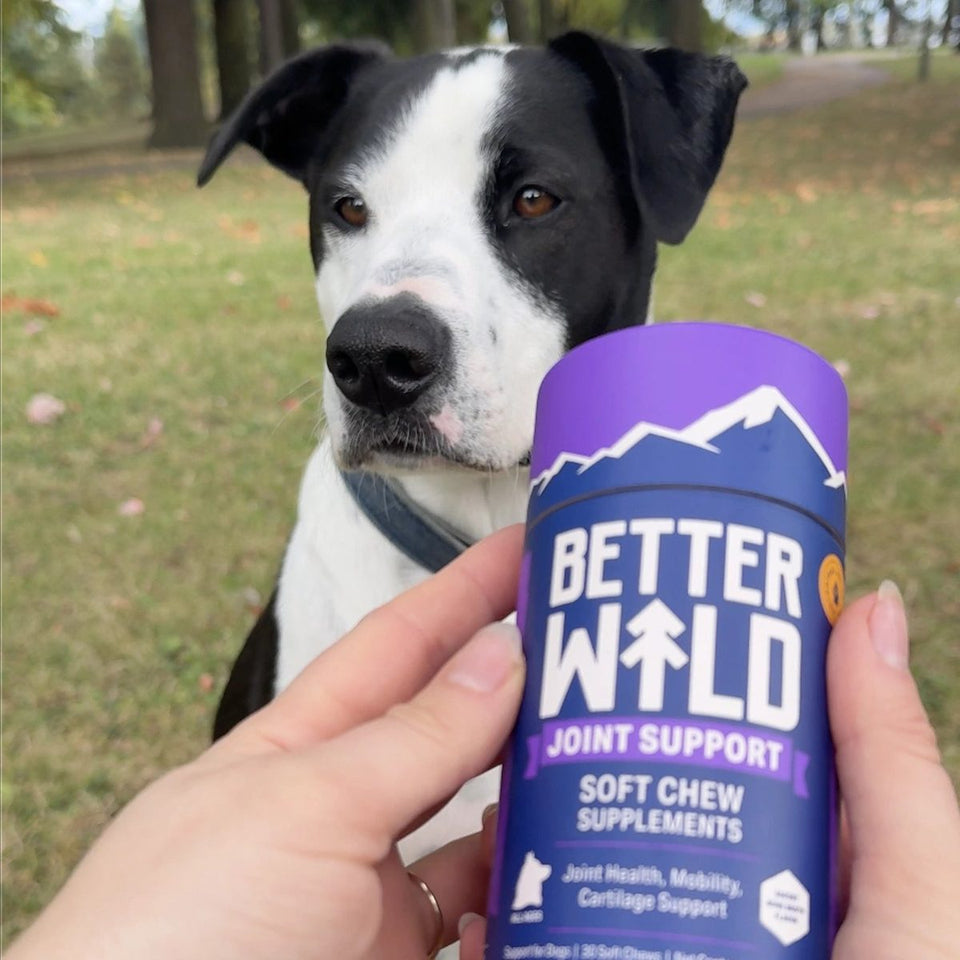 Dog with BetterWild Joint Support jar