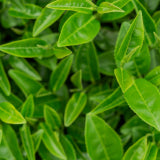 Green Tea Powder