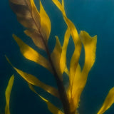 Kelp