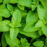 Peppermint Oil