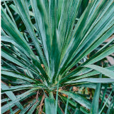 Yucca Extract