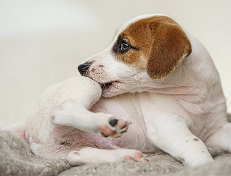 SKIN BITING