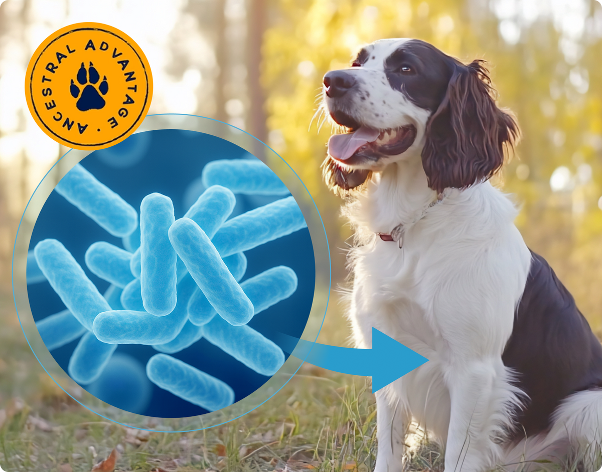 What If Your Dog's Allergies Were Its Body Crying Out for Help?