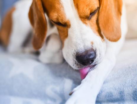 PAW LICKING
