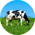 BOVINE COLOSTRUM
