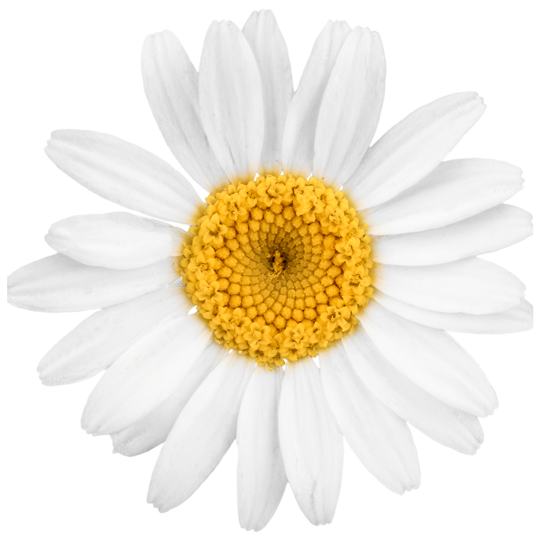CHAMOMILE