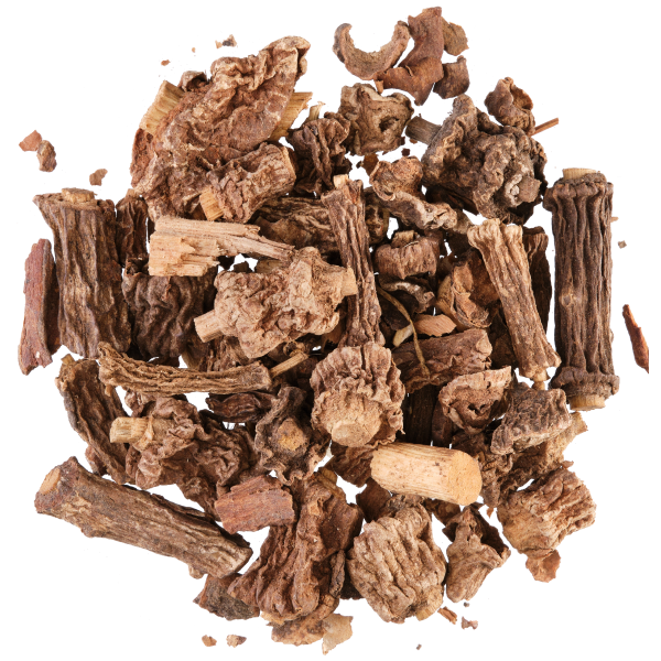 SARSAPARILLA